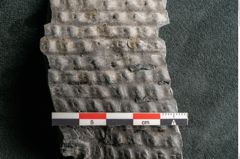 Foto (Detailansicht) von Sigillaria ornata Brongniart (NHMW-GEO-2024-0188-11079)